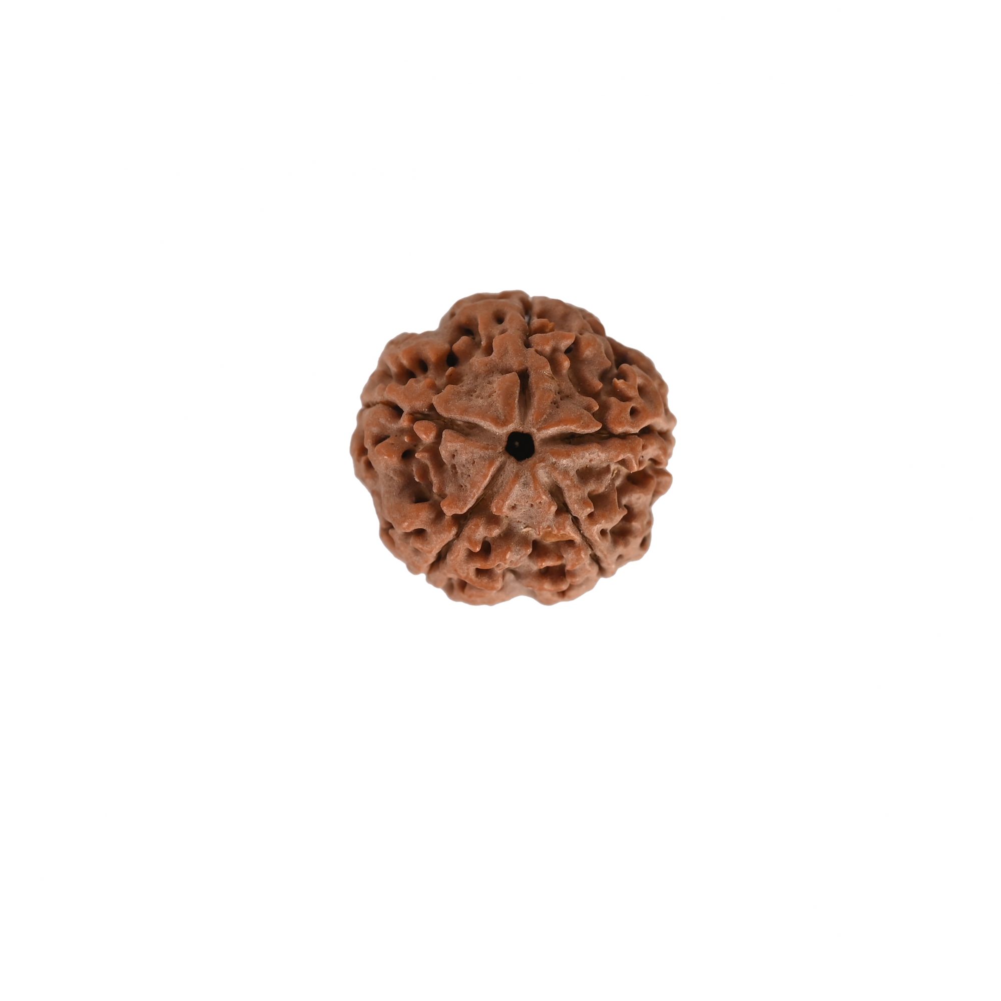 Natural 5 Mukhi Rudraksh Nepali
