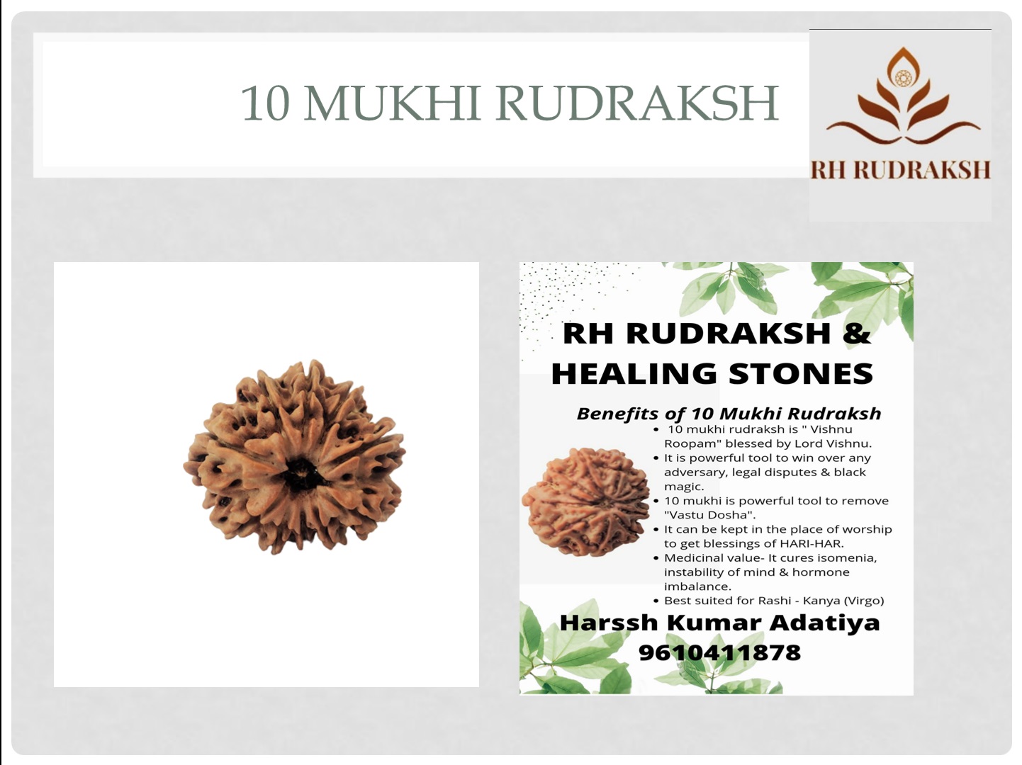 Natural 10 Mukhi Collector Rudraksh Nepali