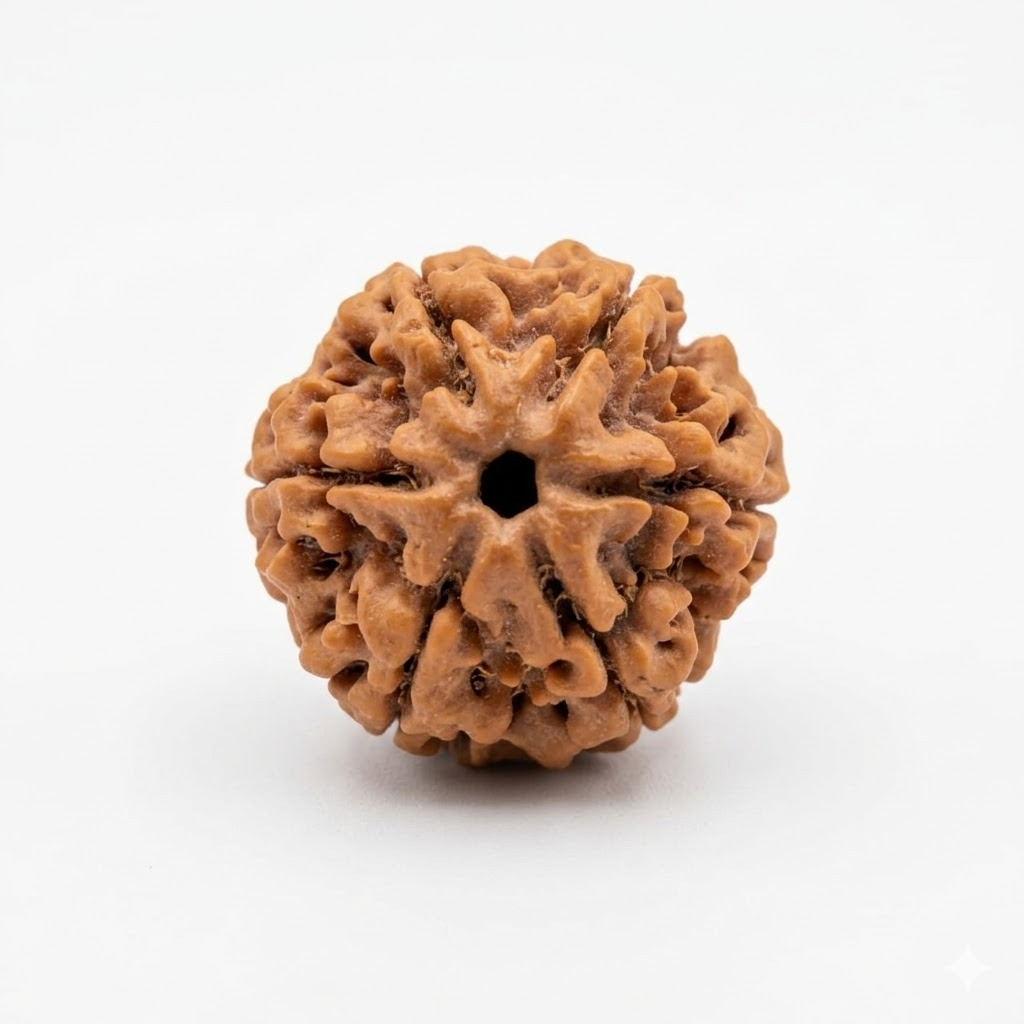 Natural 6 Mukhi Collector Rudraksh Nepali