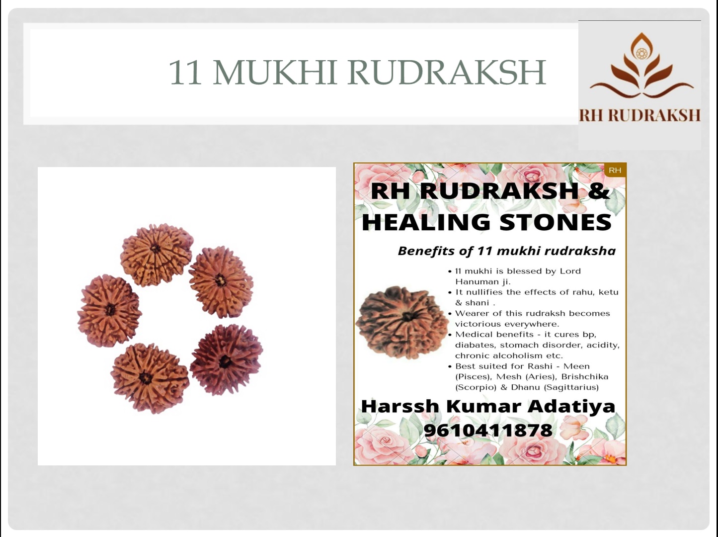 Natural 11 Mukhi Rudraksh Nepali