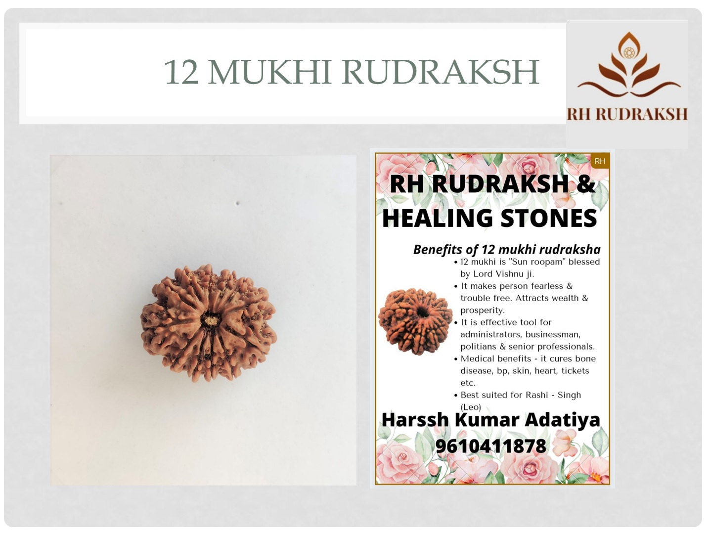 Natural 12 Mukhi Collector RudrakshNepali