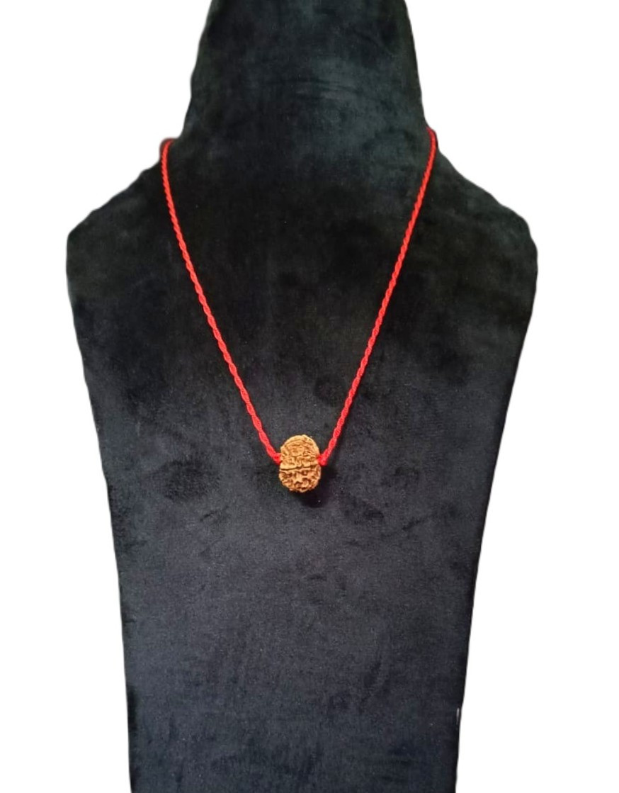 Natural 12 Mukhi Rudraksh Nepali