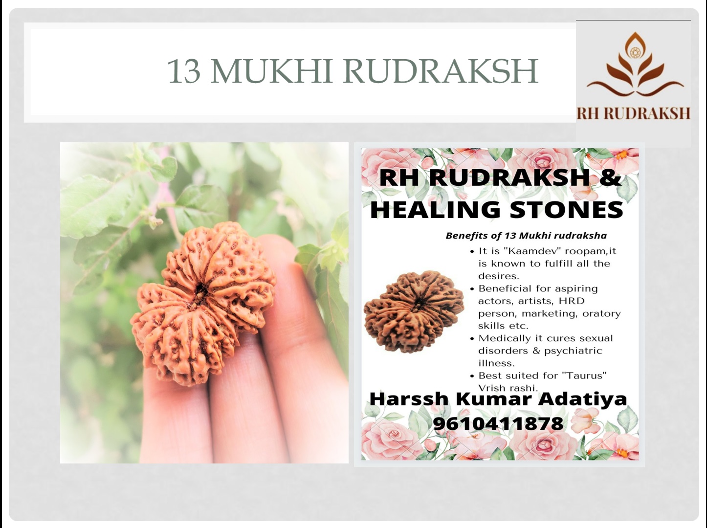 Natural 13 Mukhi Collector RudrakshNepali