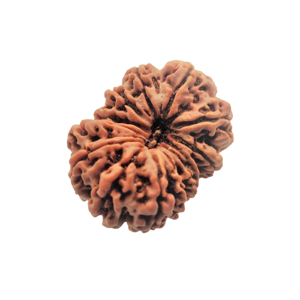 Natural 13 Mukhi Collector RudrakshNepali