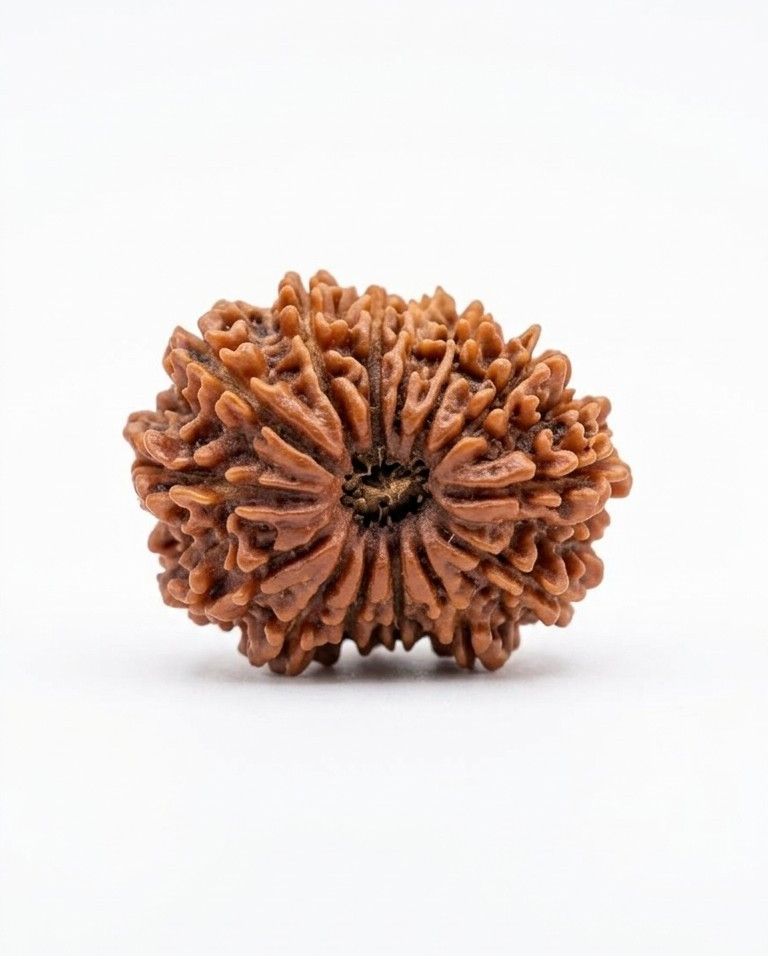 Natural 14 Mukhi Rudraksh Nepali