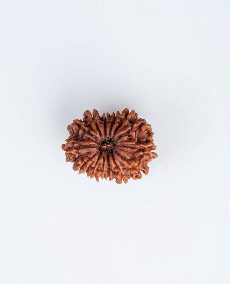 Natural 14 Mukhi Rudraksh Nepali