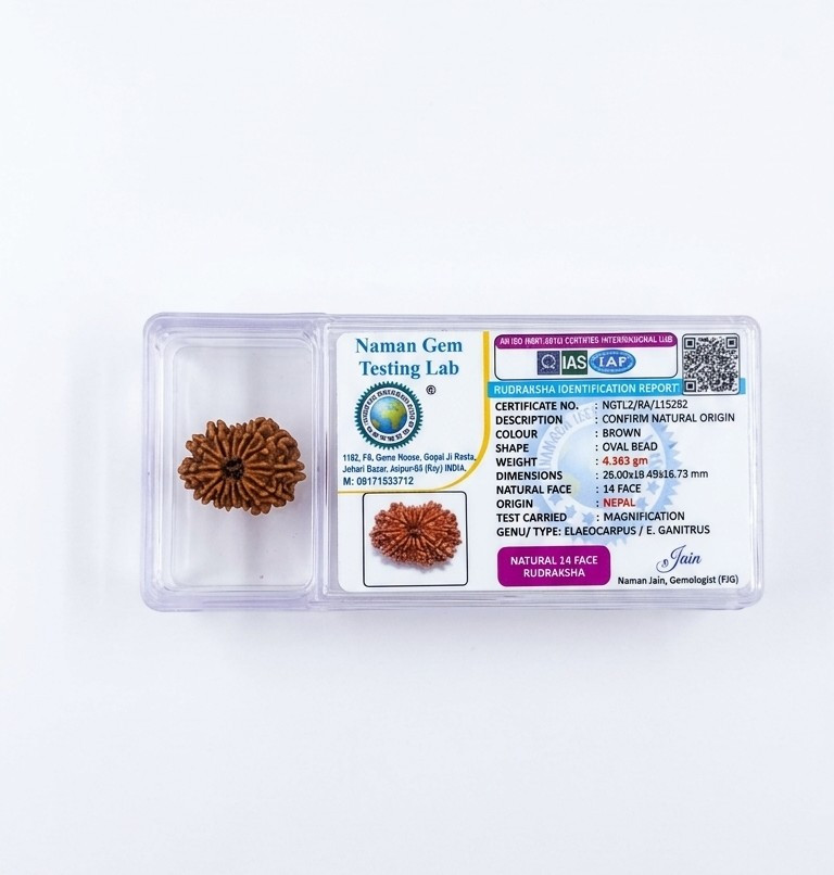 Natural 14 Mukhi Rudraksh Nepali