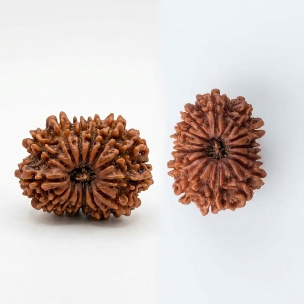 Natural 14 Mukhi Rudraksh Nepali