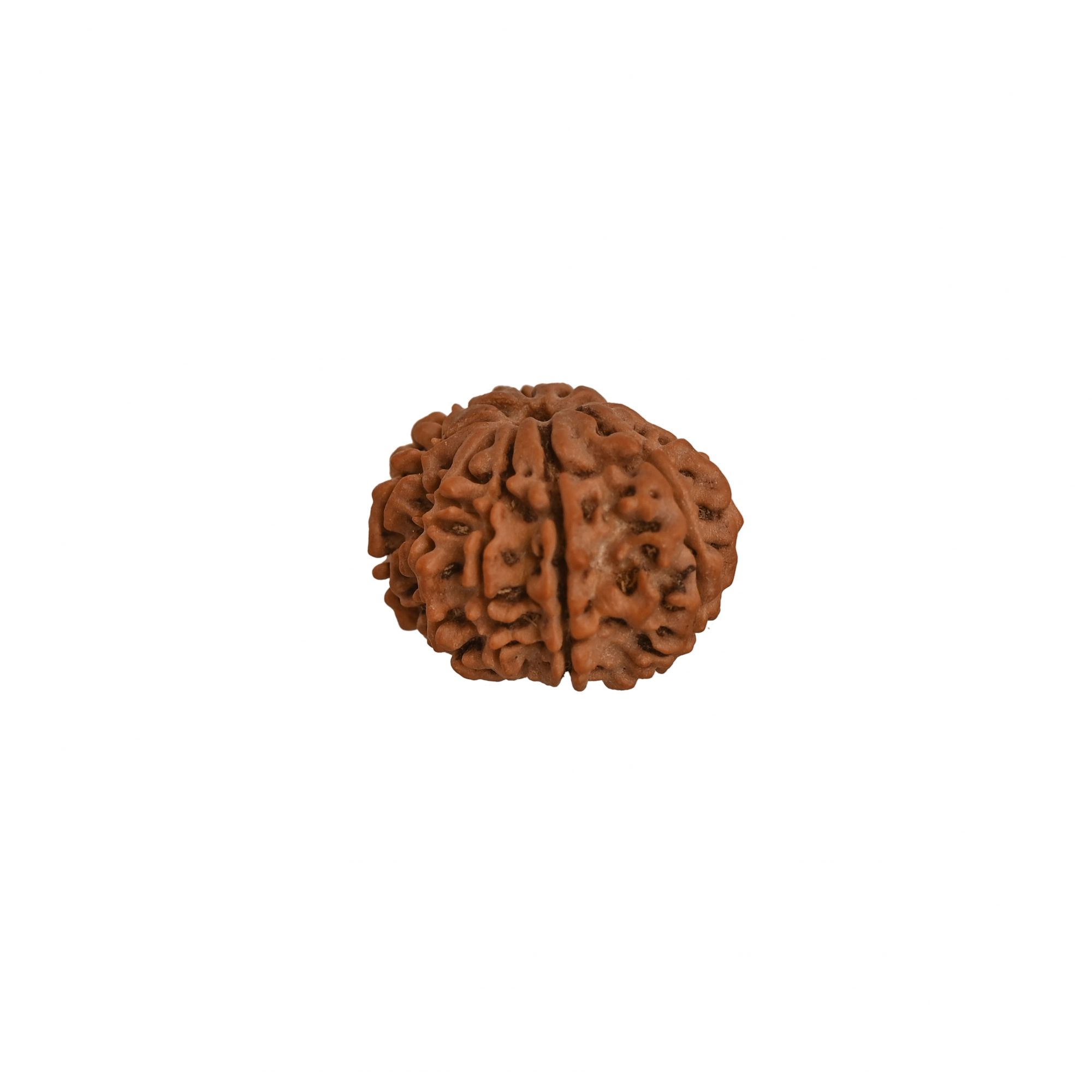 Natural 7  Mukhi Collector Rudraksh Nepali
