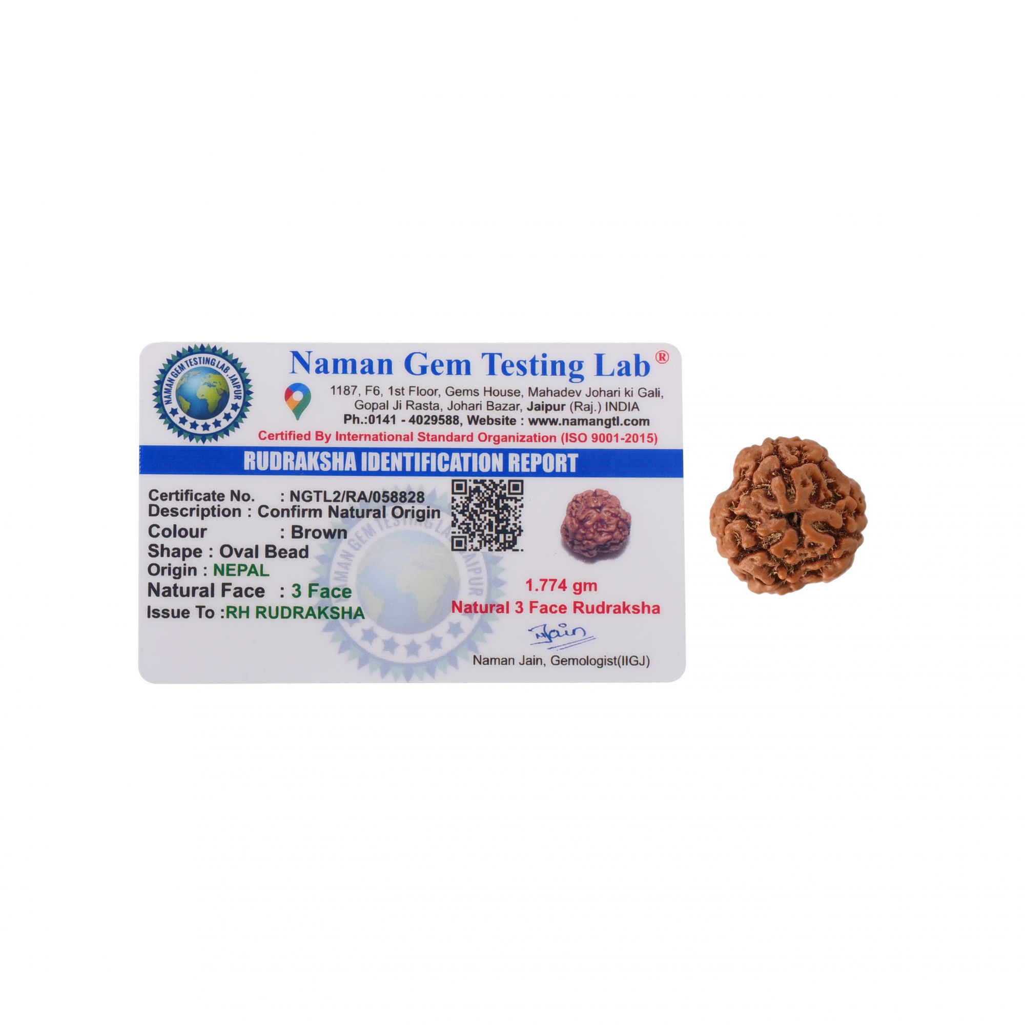 Natural 3 Mukhi Rudraksh Nepali