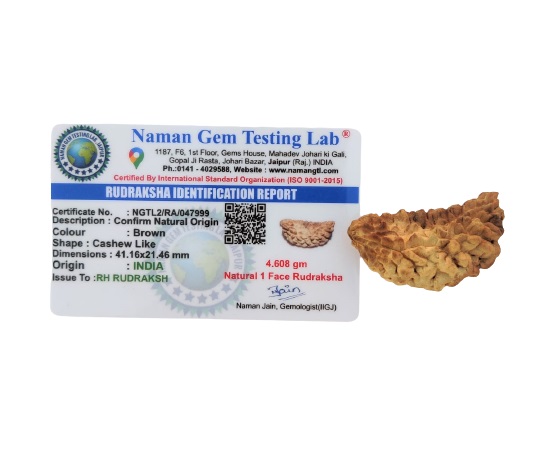 Natural 1 Mukhi Collector Rudraksh