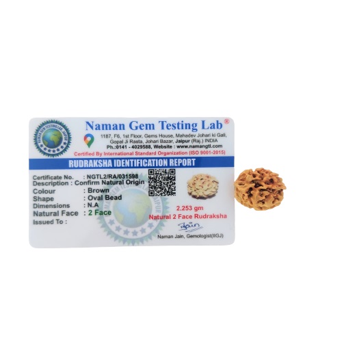 Natural 2 Mukhi Rudraksh India