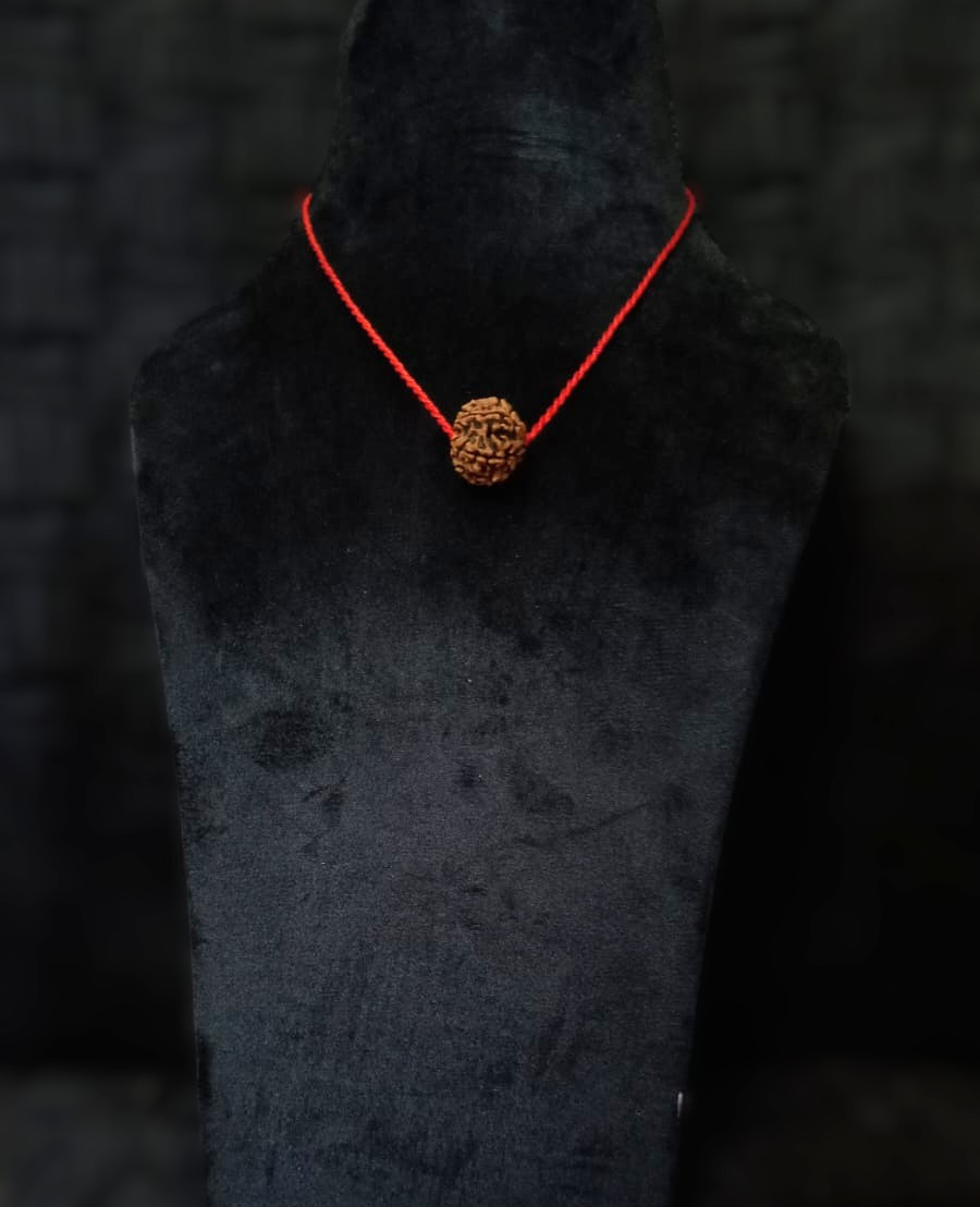 Natural 7 Mukhi Rudraksh Nepali