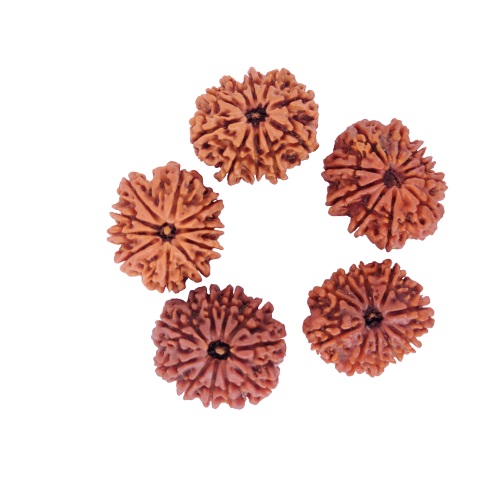Natural 10 Mukhi Collector Rudraksh Nepali
