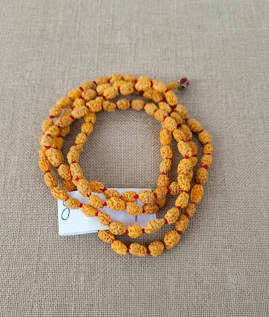 2 Mukhi Rudraksh Mala 8MM