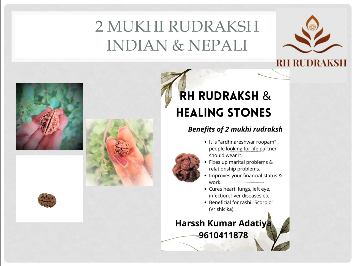 Natural 2 Mukhi Rudraksh South India