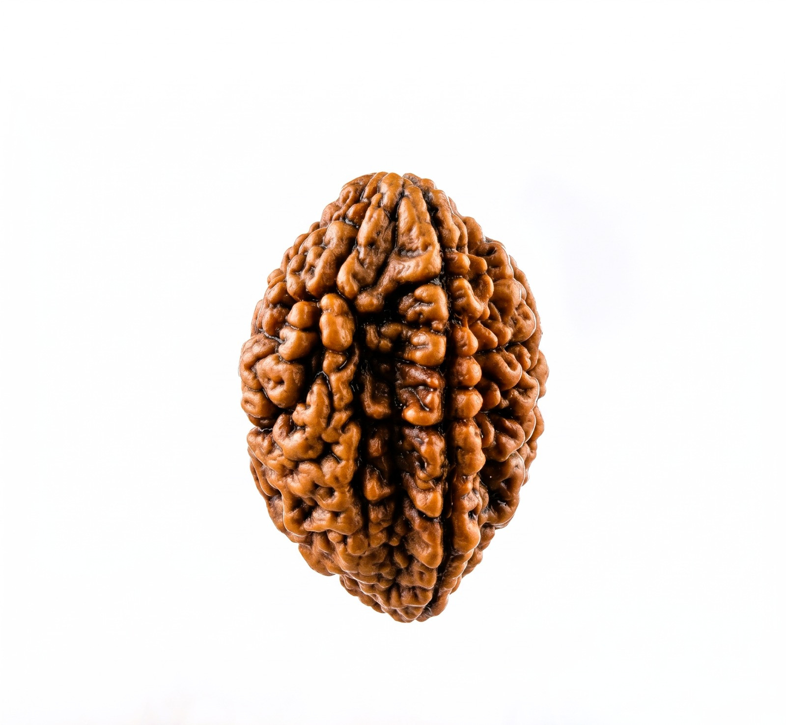 Natural 2 Mukhi Rudraksh South India