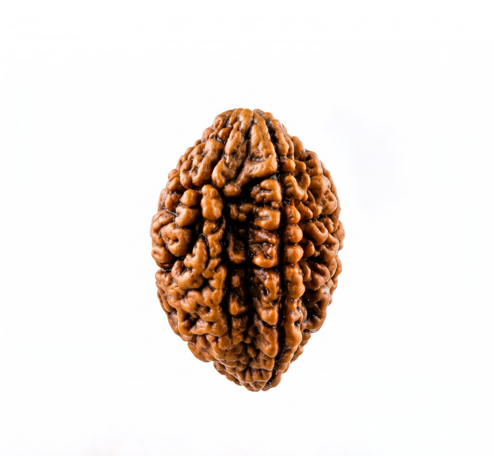 Image of Natural 2 Mukhi Rudraksh (South India)
