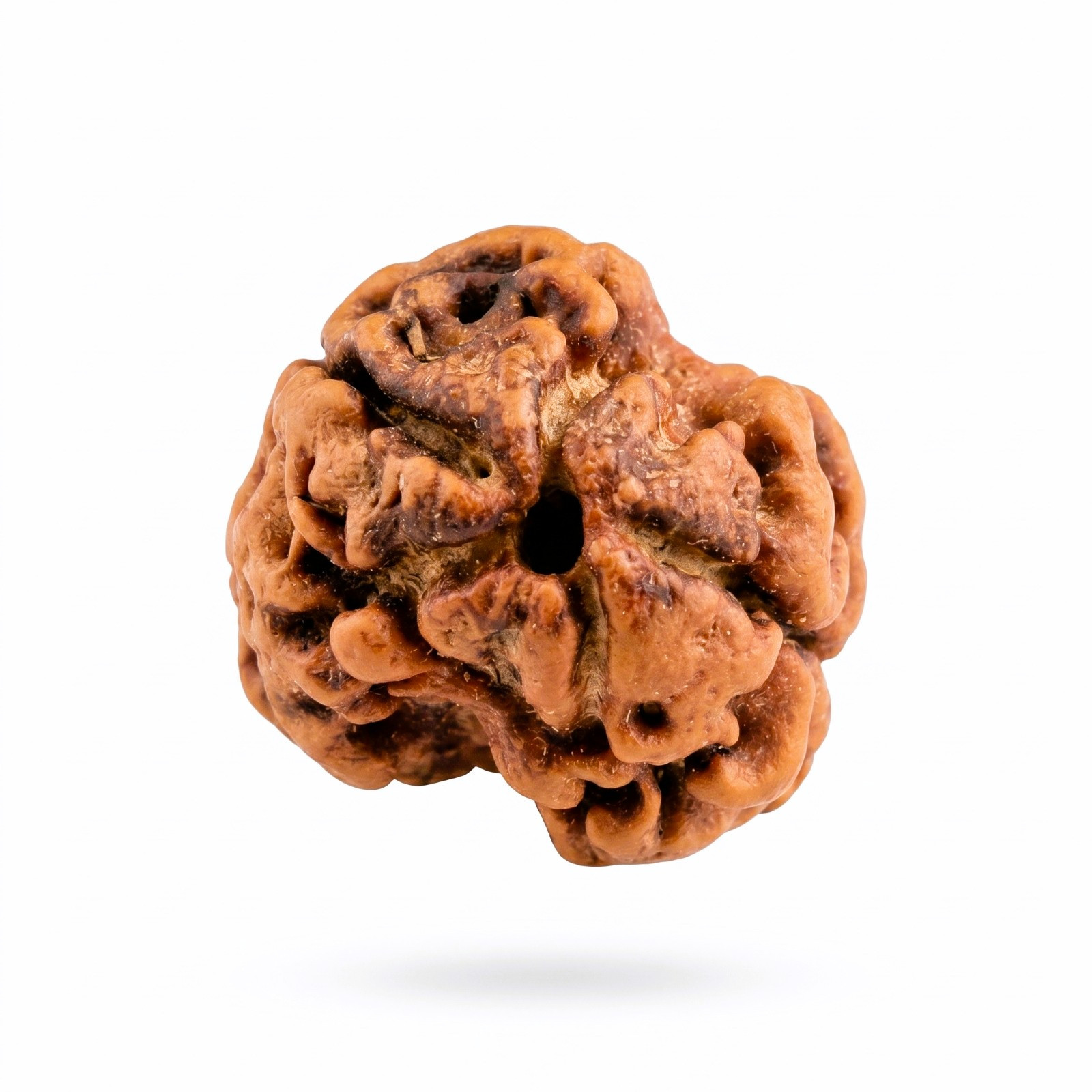 Natural 2 Mukhi Rudraksh Nepali