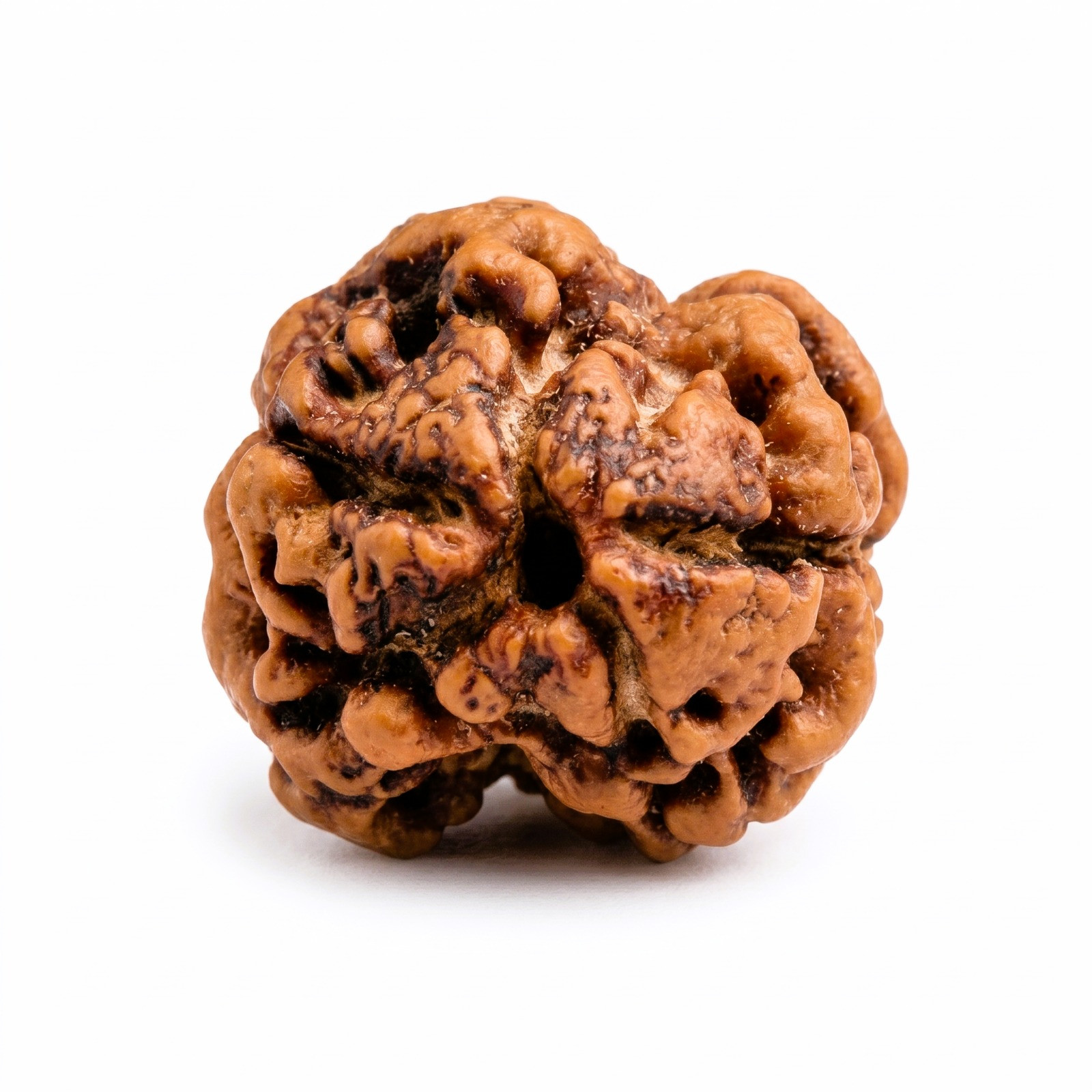 Natural 2 Mukhi Rudraksh Nepali
