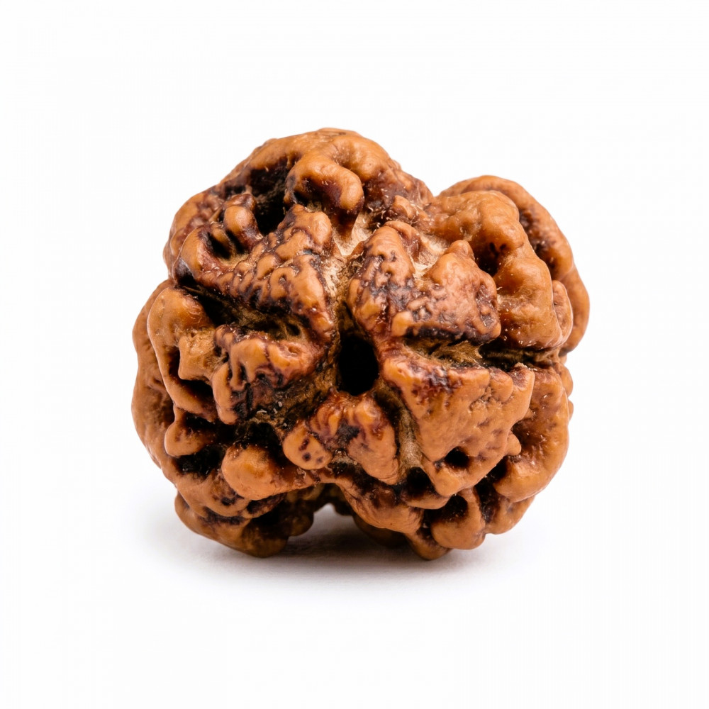 Image of Natural 2 Mukhi Rudraksh (Nepali)