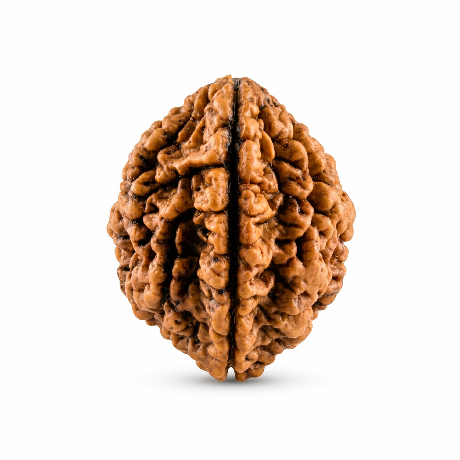 Natural 2 Mukhi Rudraksh South India