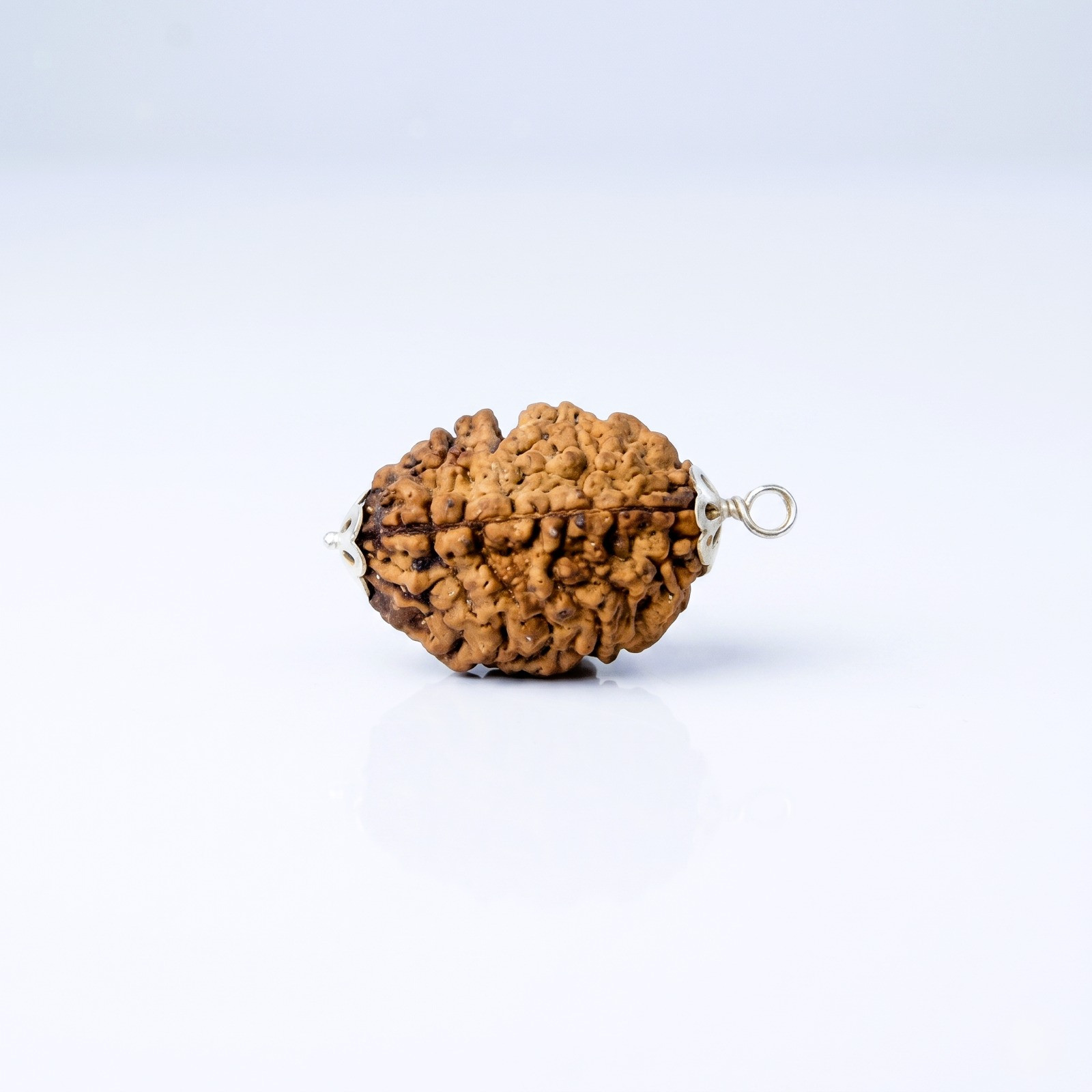 Natural 2 Mukhi Rudraksh South India
