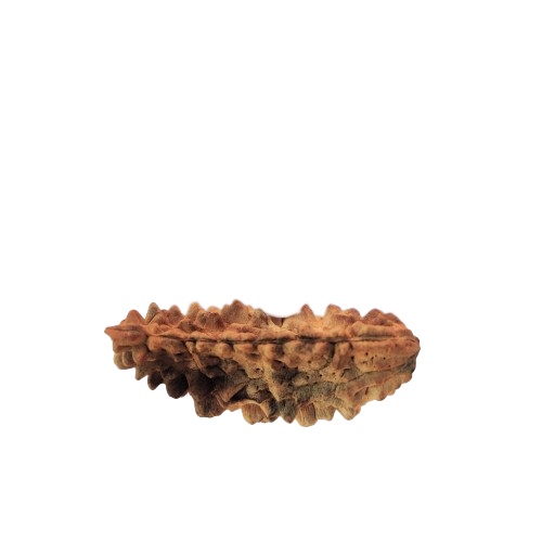 Natural 1 Mukhi Collector Rudraksh