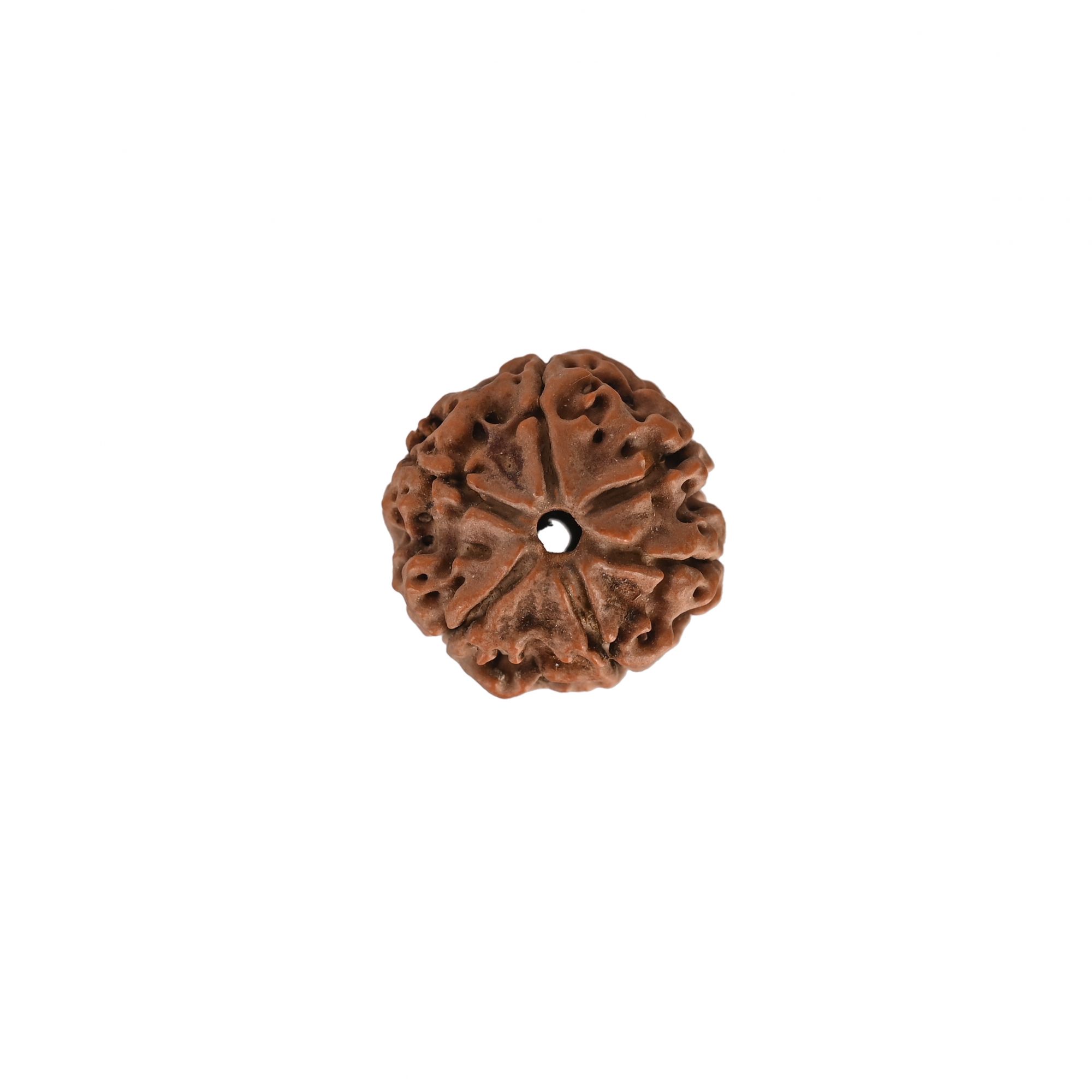 Natural 6 Mukhi RudrakshNepali
