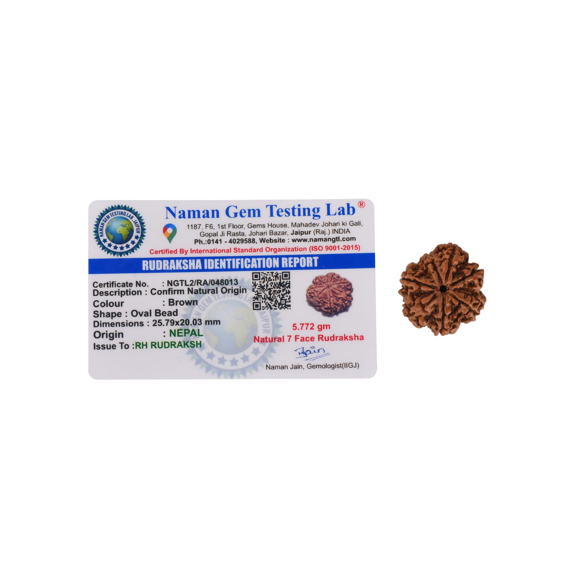 Natural 7  Mukhi Collector Rudraksh Nepali