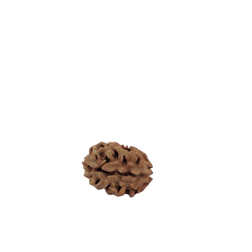 Natural 2 Mukhi Rudraksh India