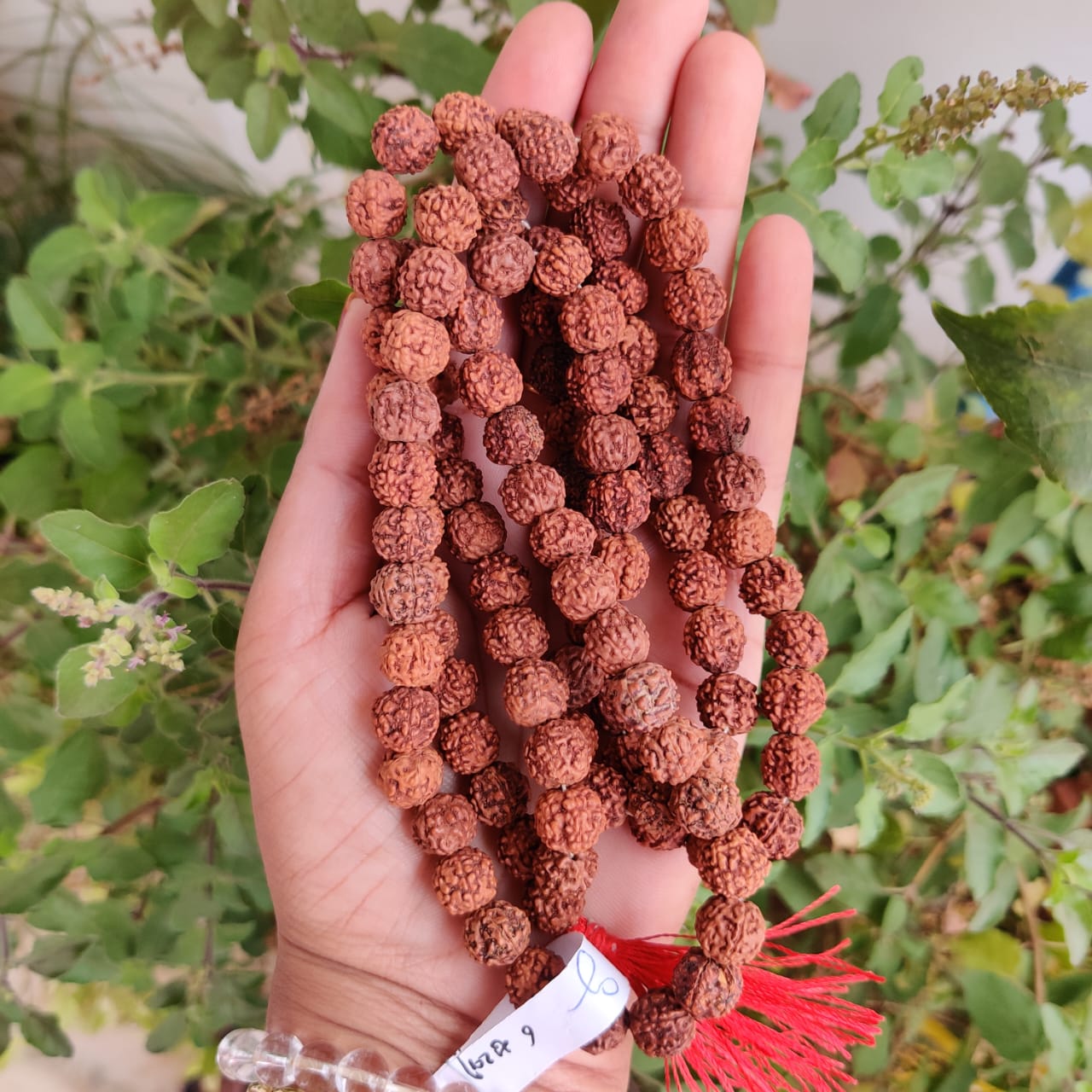 6 Mukhi Rudraksh Mala 10MM