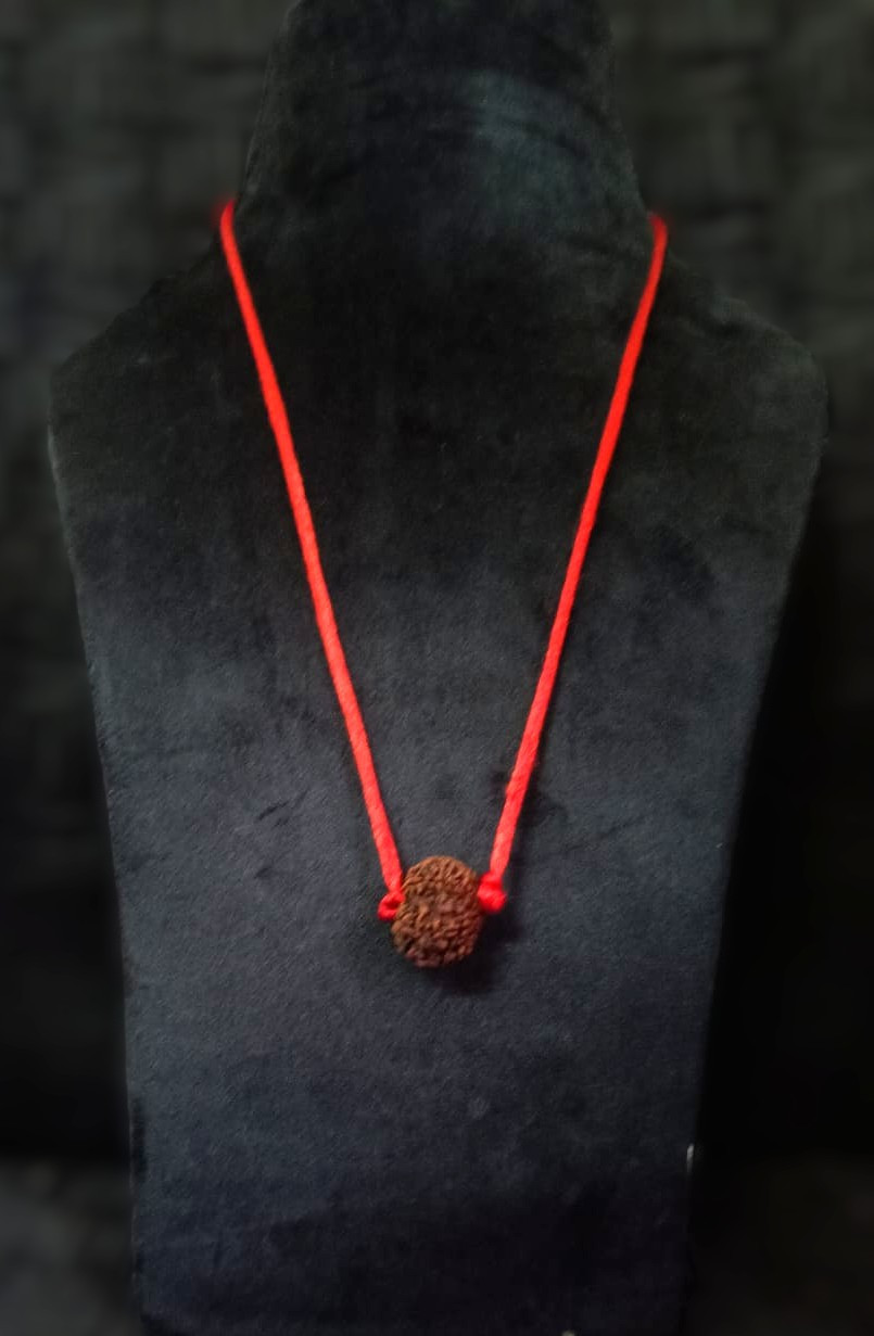 Natural 11 Mukhi Collector Rudraksh Nepali