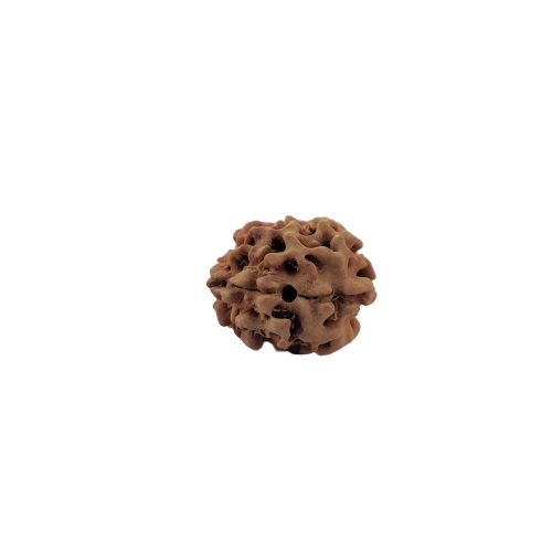 Natural 2 Mukhi Rudraksh India