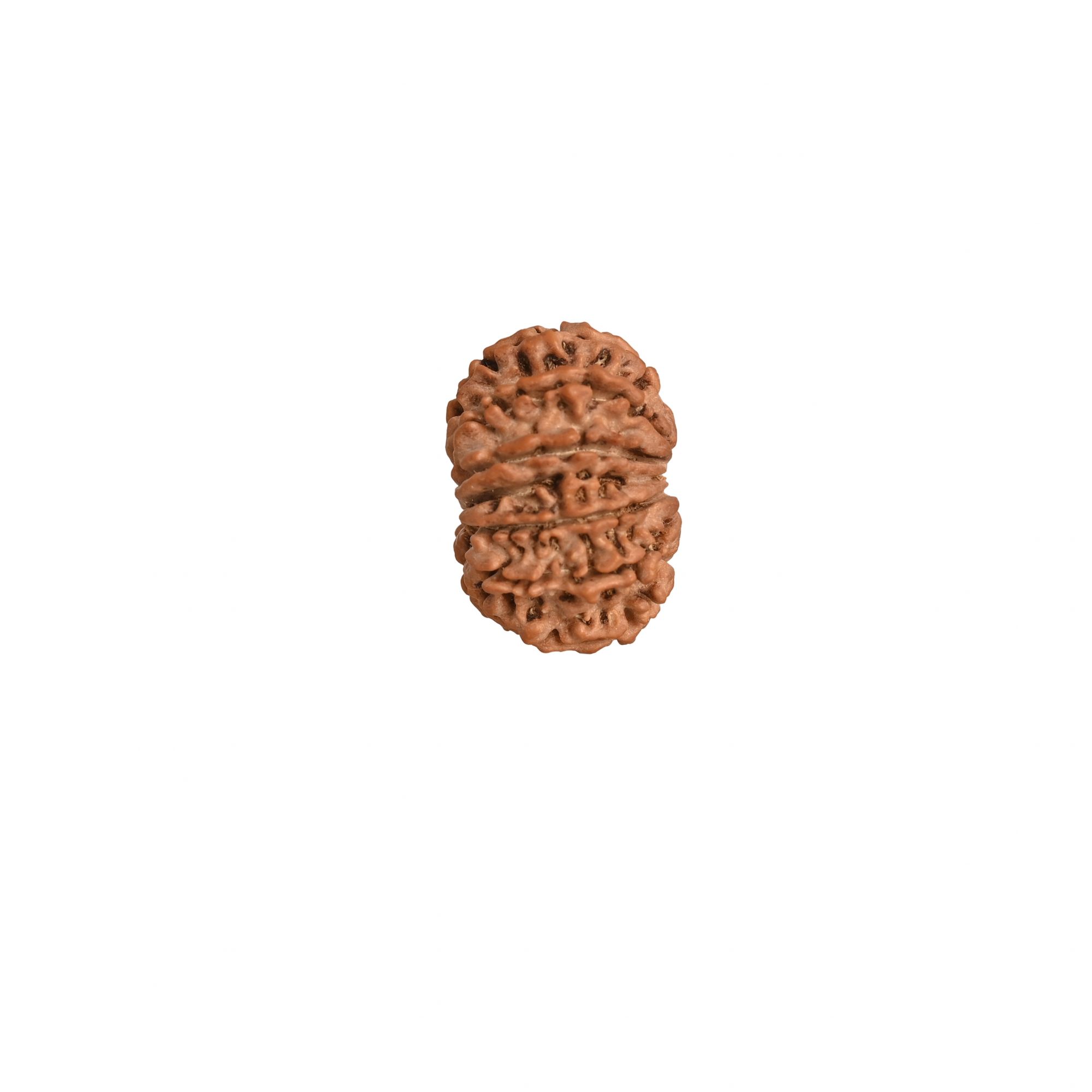 Natural 13 Mukhi Rudraksh Nepali