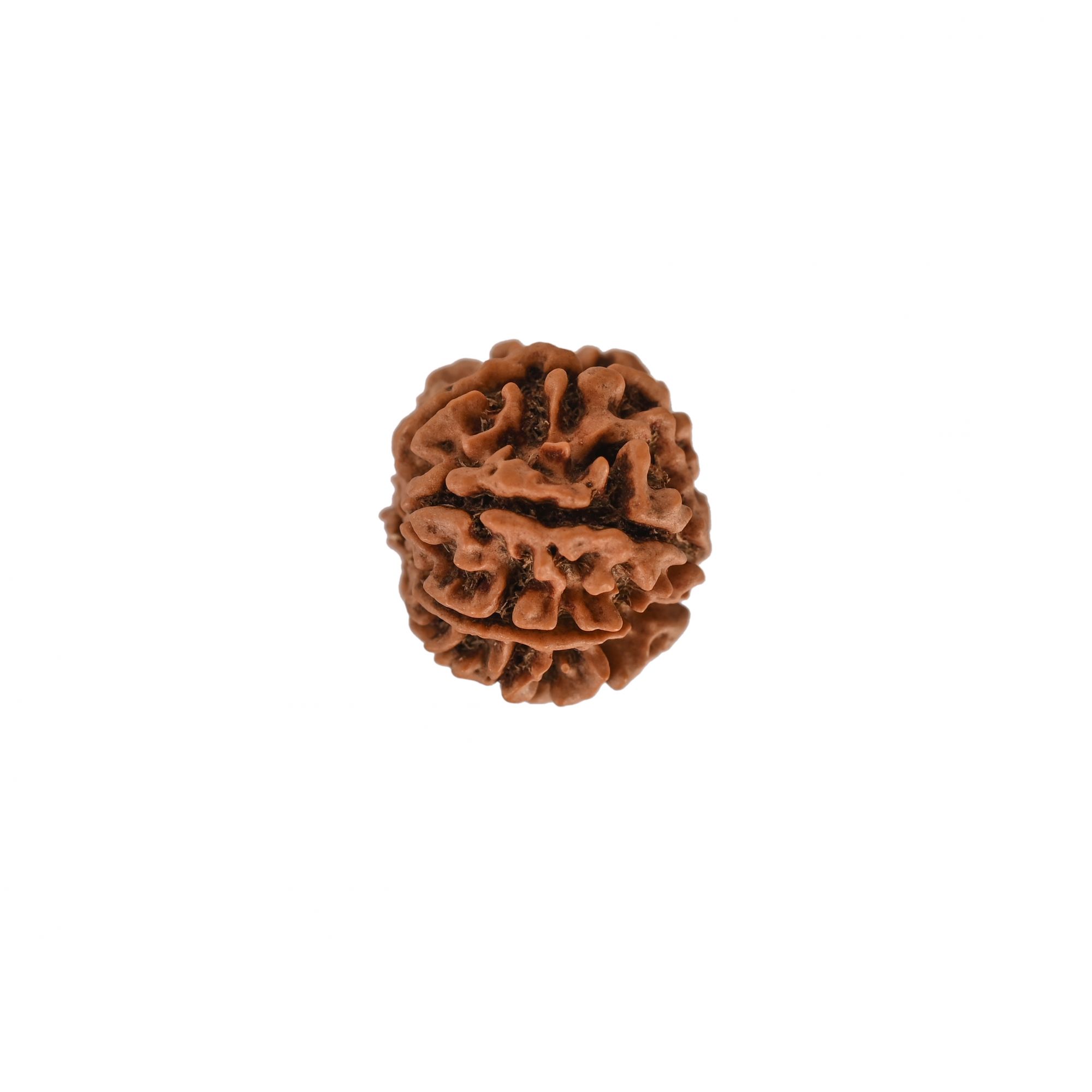 Natural 7 Mukhi Rudraksh Nepali