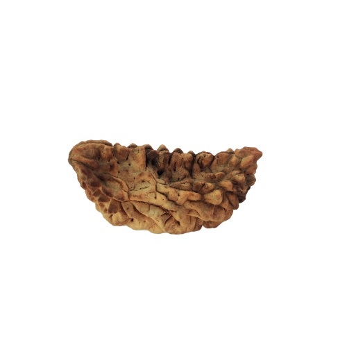 Natural 1 Mukhi Collector Rudraksh