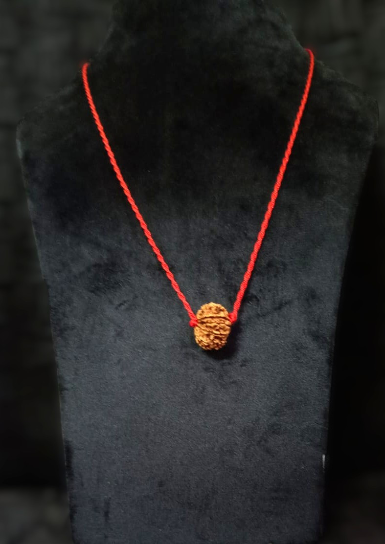 Natural 11 Mukhi Rudraksh Nepali