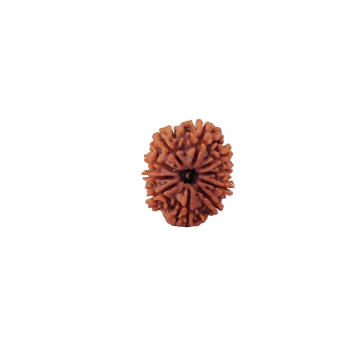 Natural 10 Mukhi Collector Rudraksh Nepali