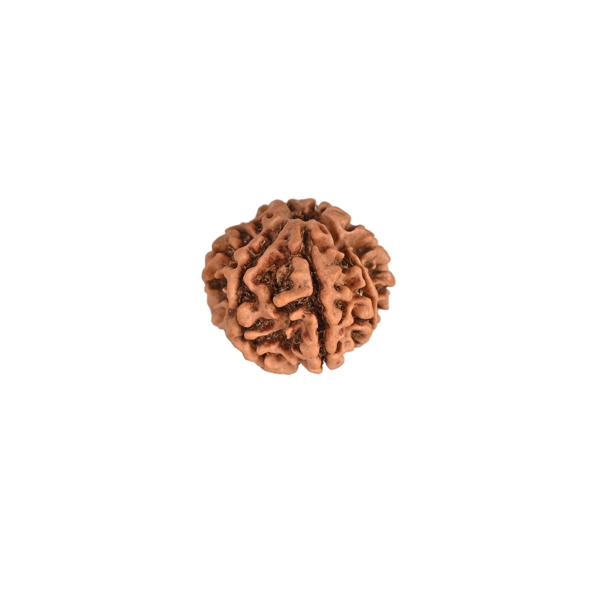 Natural 7 Mukhi Rudraksh Nepali