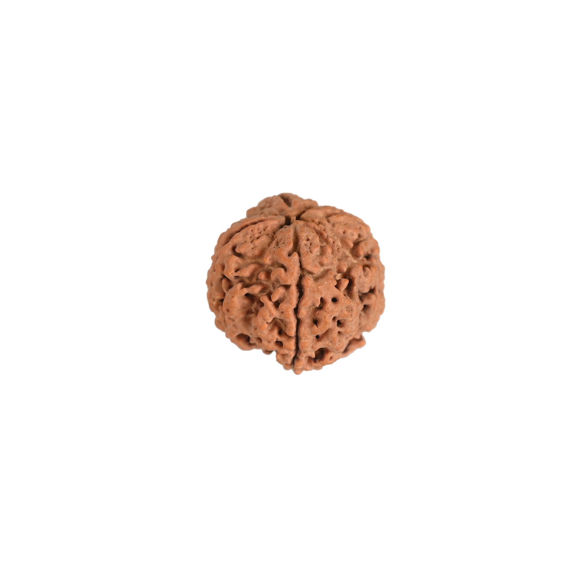 Natural 4 Mukhi Collector RudrakshNepali
