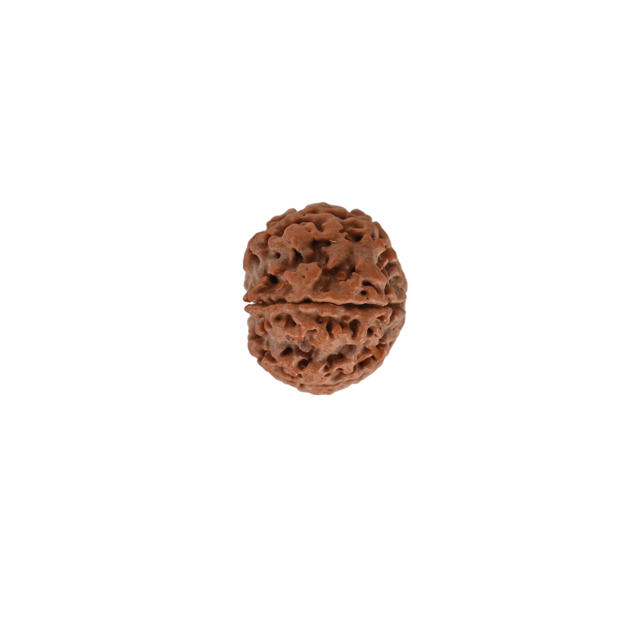 Natural 5 Mukhi Rudraksh Nepali