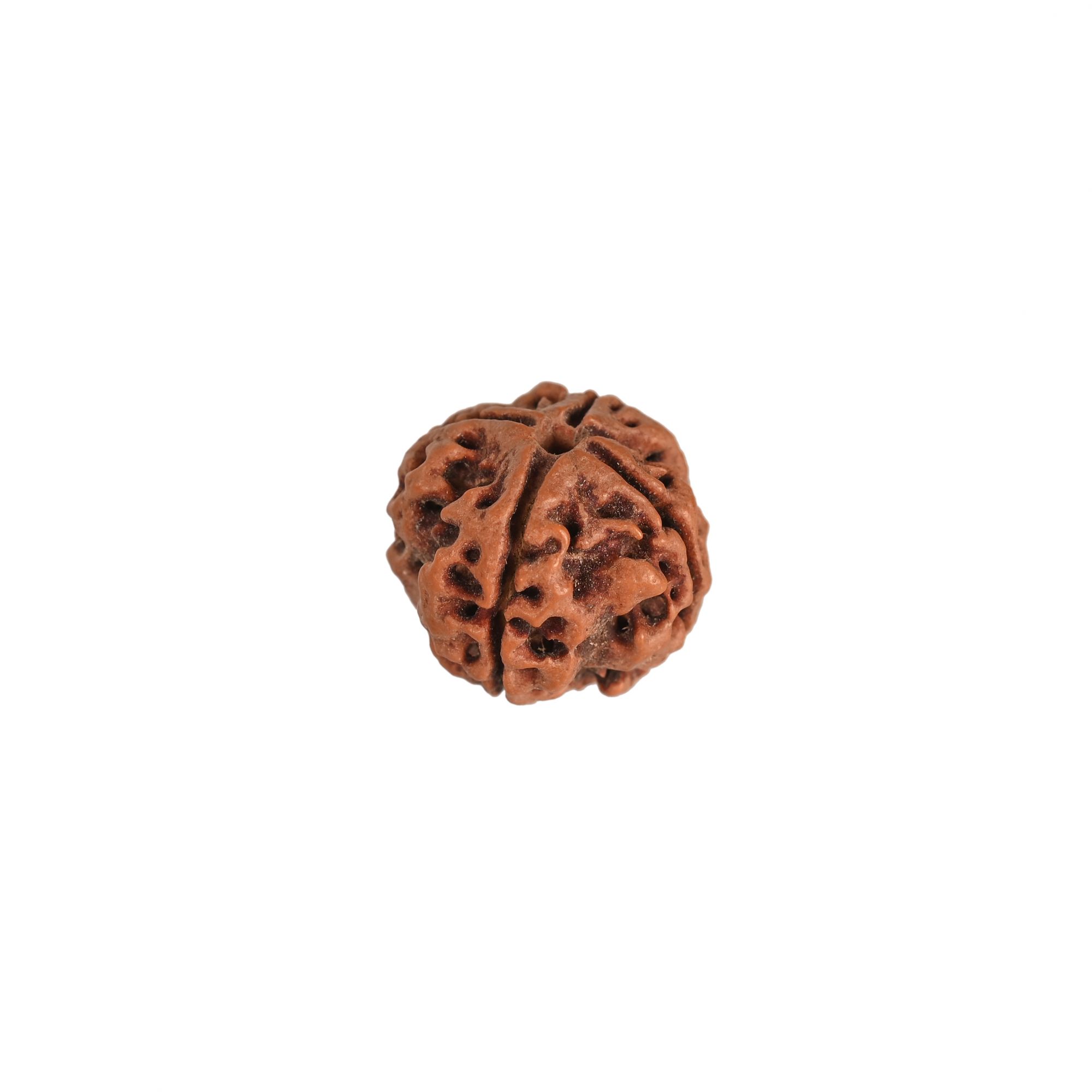Natural 4 Mukhi Rudraksh Nepali