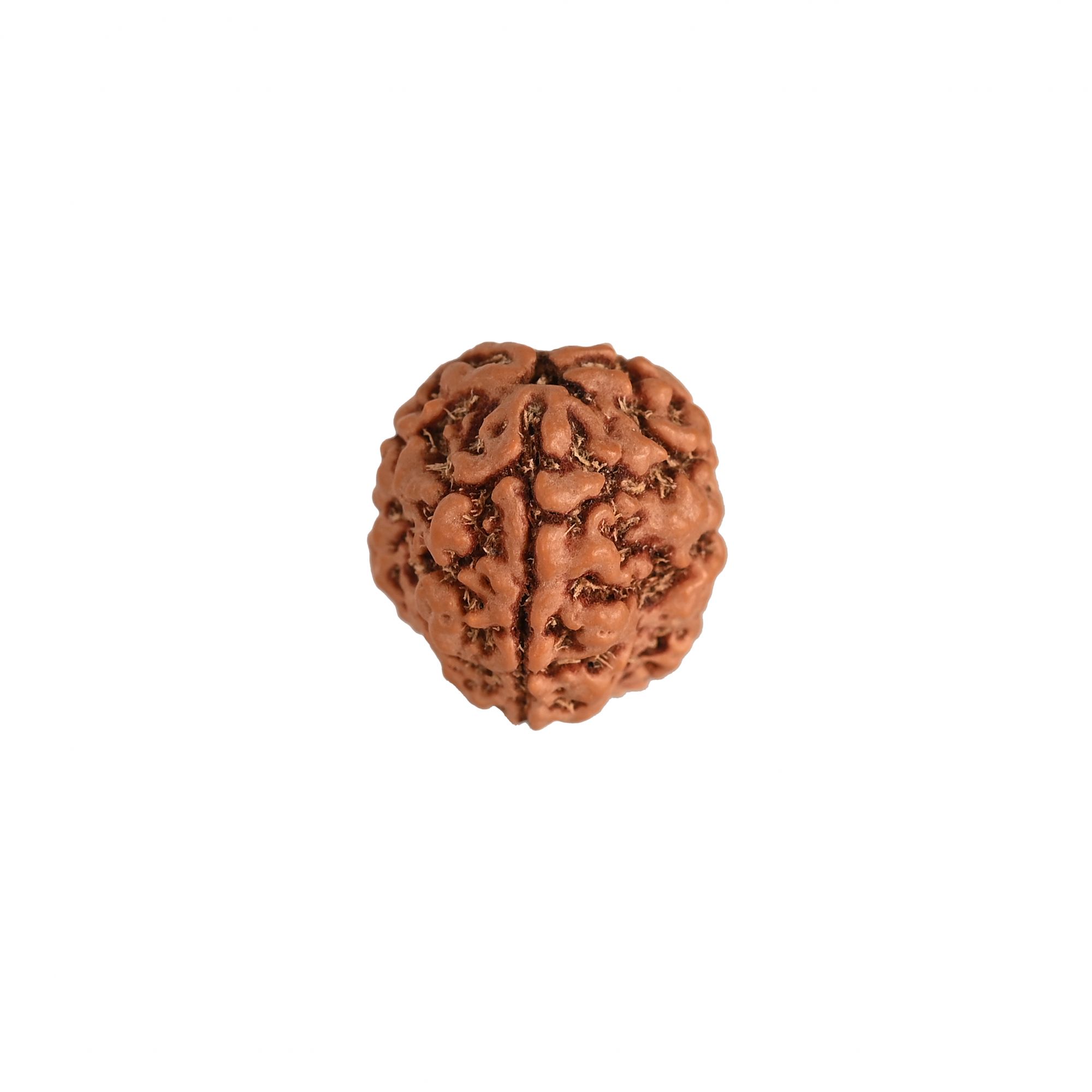 Natural 3 Mukhi Rudraksh Nepali