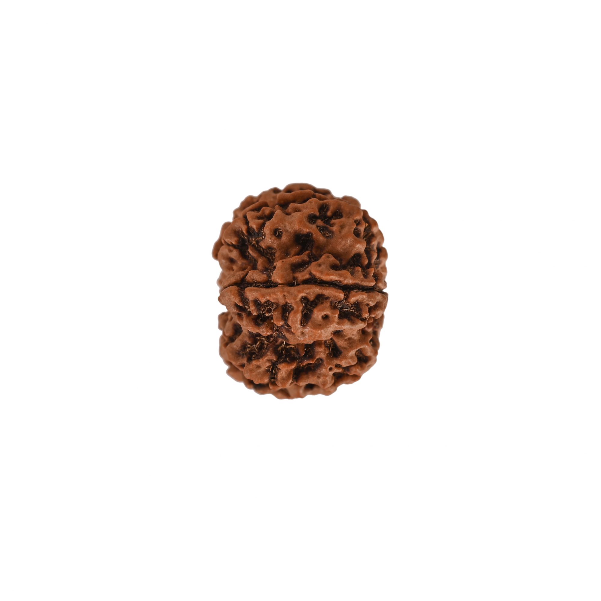 Natural 7 Mukhi Collector Rudraksh Nepali