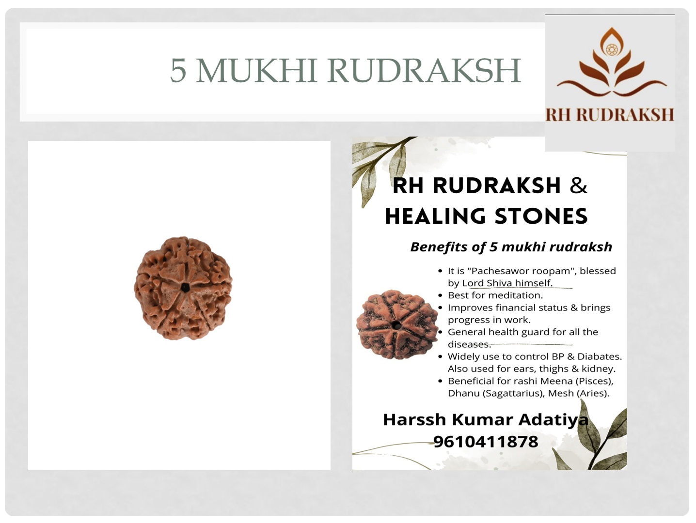 Natural 5 Mukhi Rudraksh Nepali
