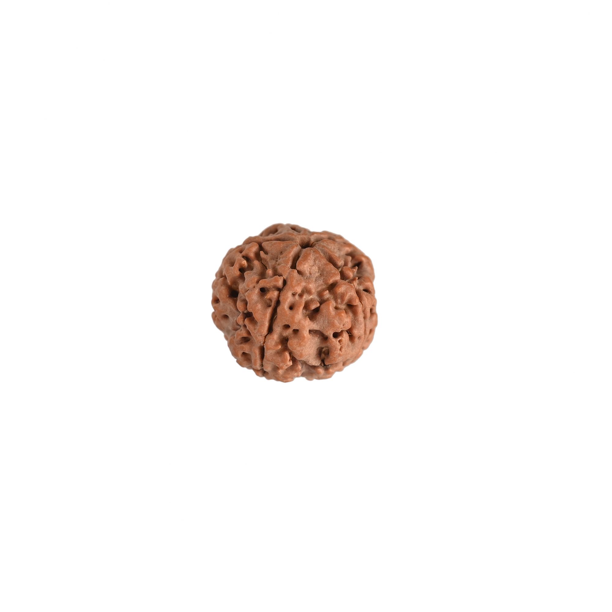 Natural 5 Mukhi Collector Rudraksh Nepali