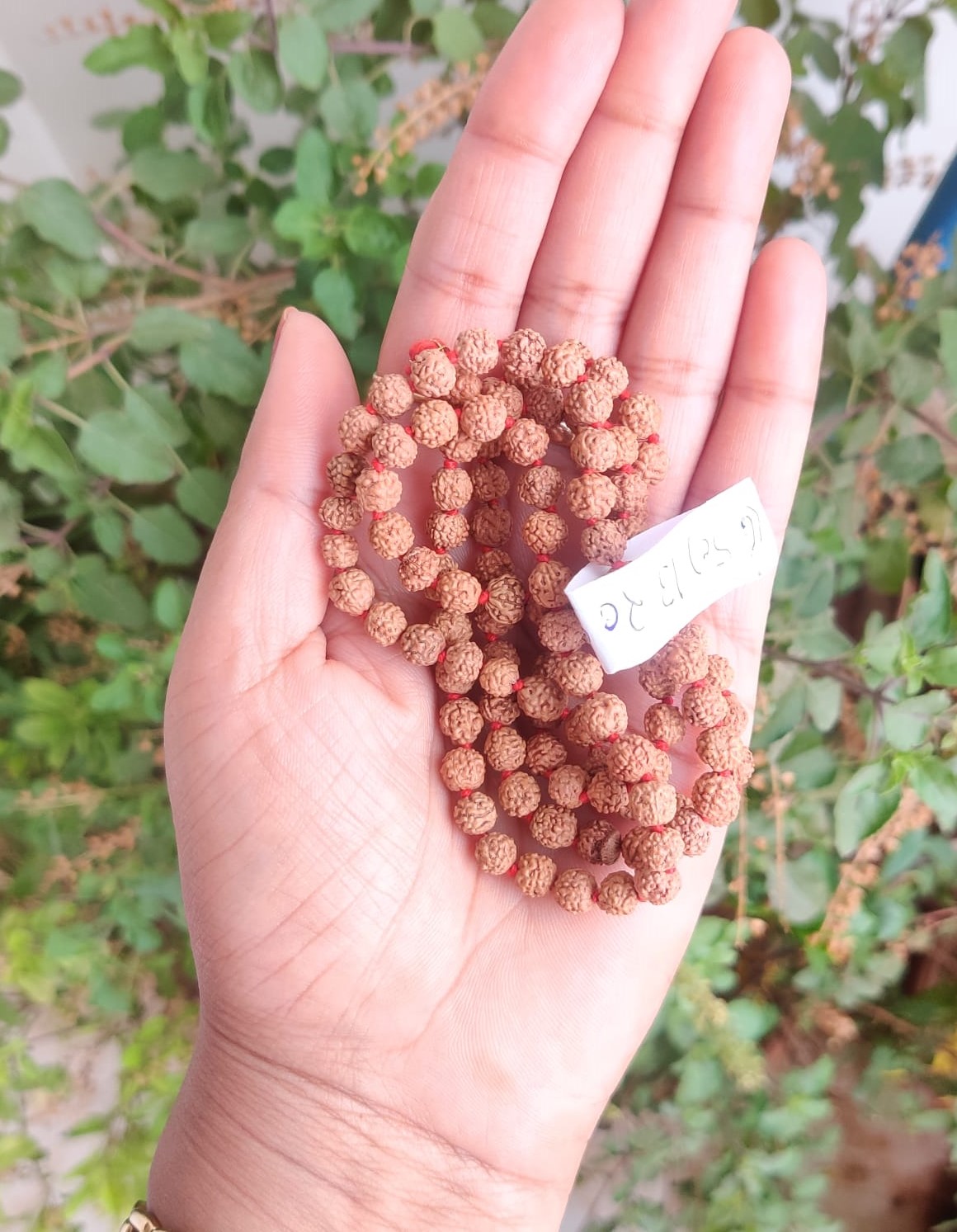 5 Mukhi Rudraksh Mala 6 MM to 65MM - 1081 Beads