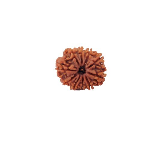 Natural 10 Mukhi Collector Rudraksh Nepali