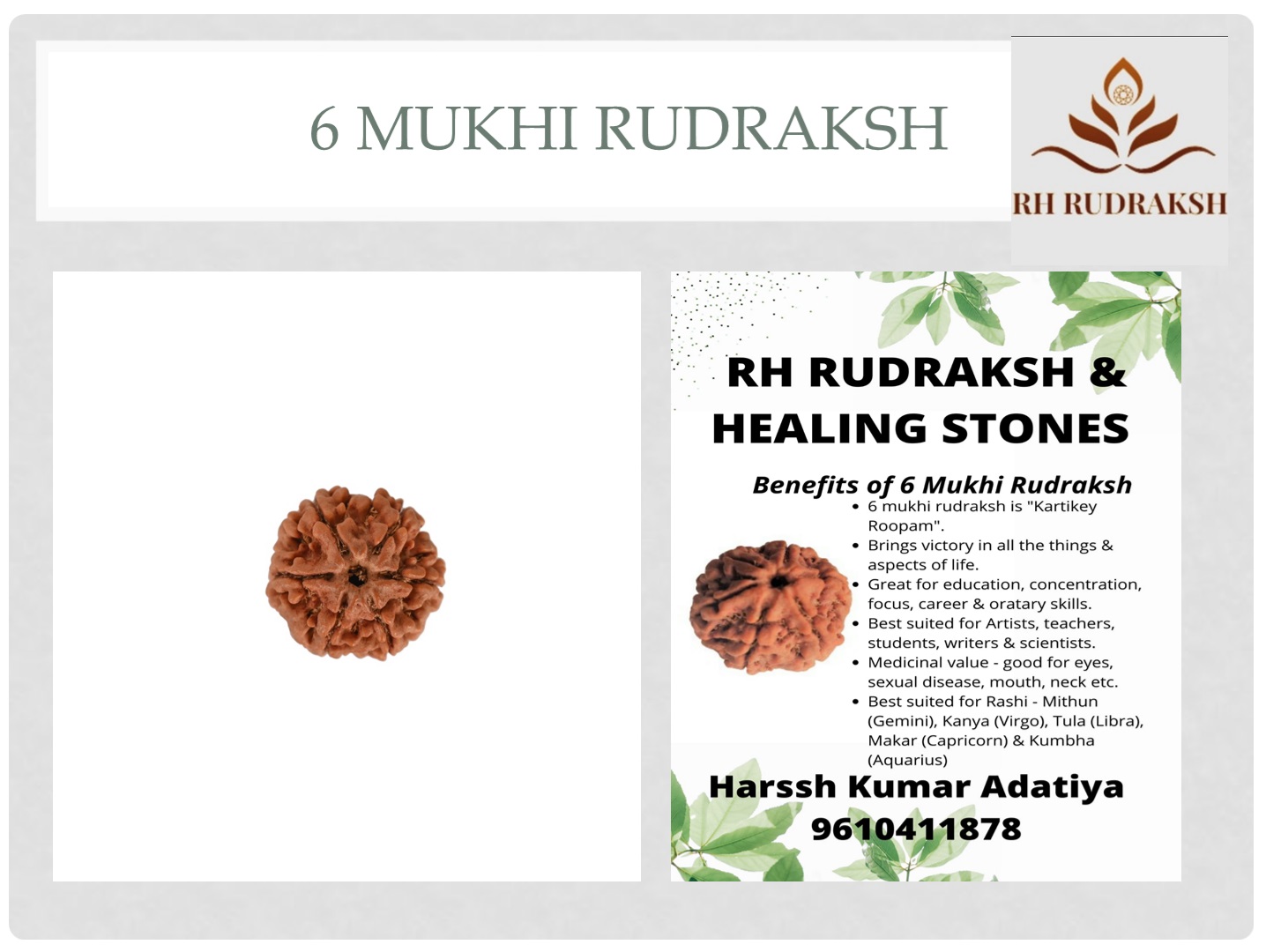 Natural 6 Mukhi Collector Rudraksh Nepali